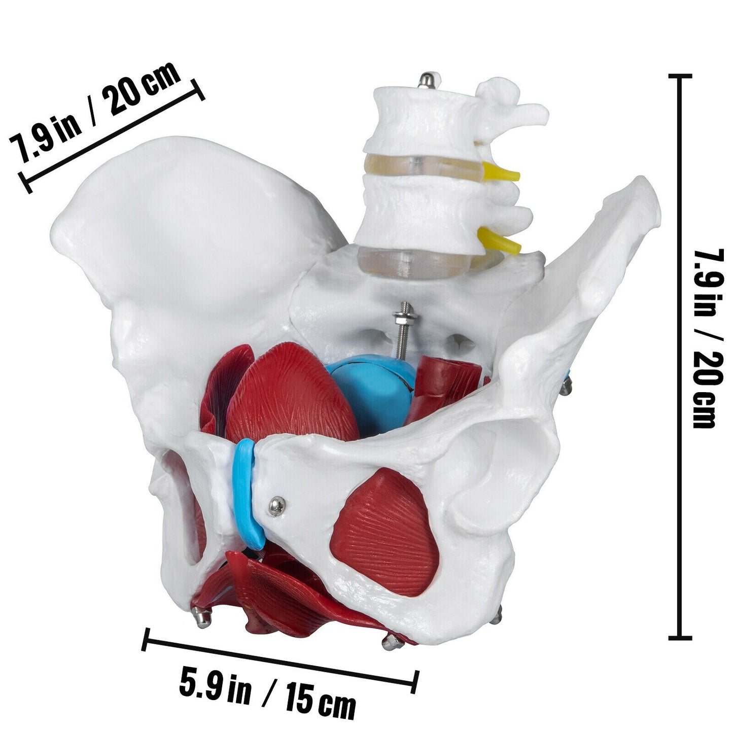 VEVOR 1:1 Life-Sized Female Pelvic Model 4pcs Body Skeleton W/ Removable Organs Muscles for Teaching Resources Medical Sciences