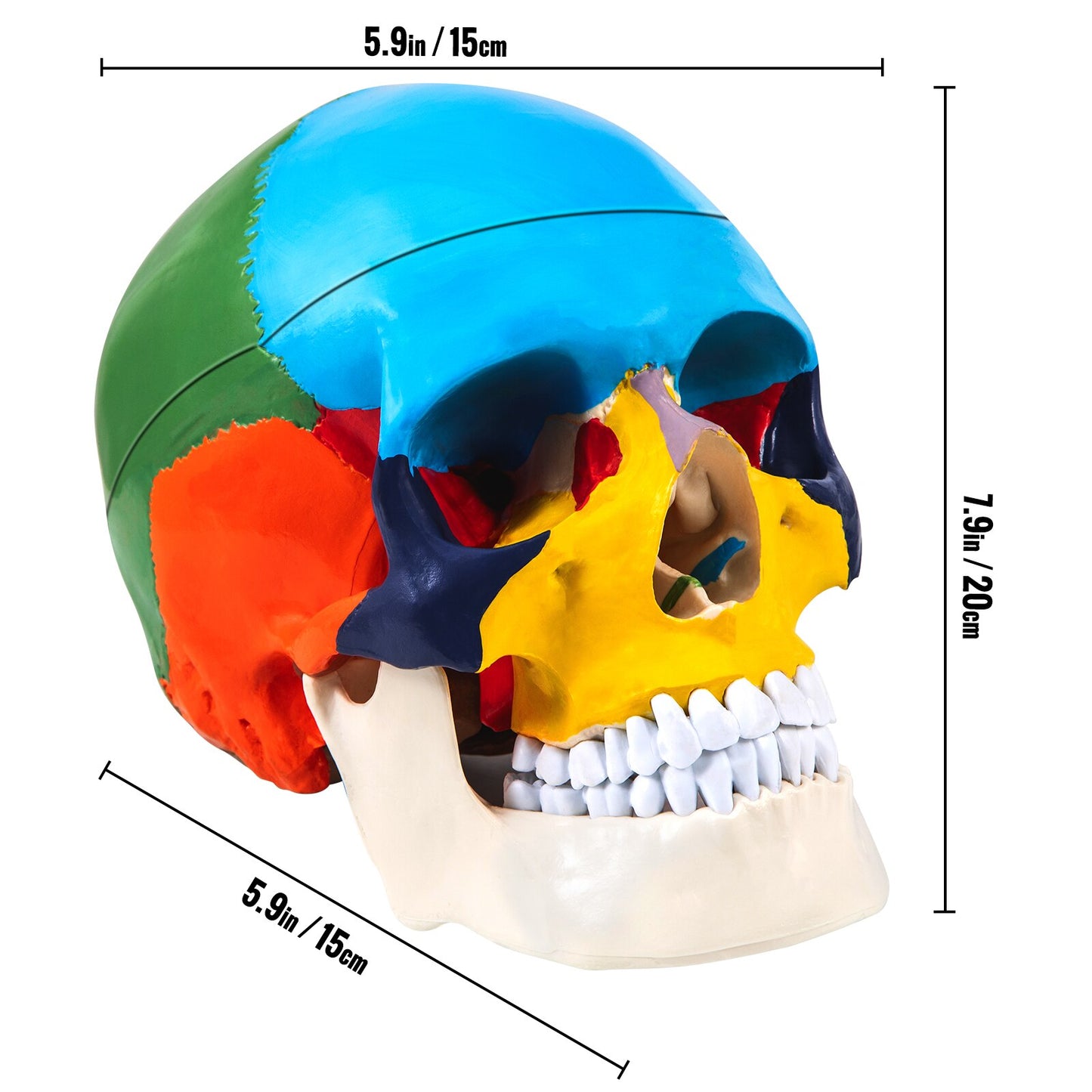 VEVOR  1:1 Detachable 8 Parts Human-Skull Model Anatomy Colored Medical PVC Material for Teaching Researching Patient Explaining