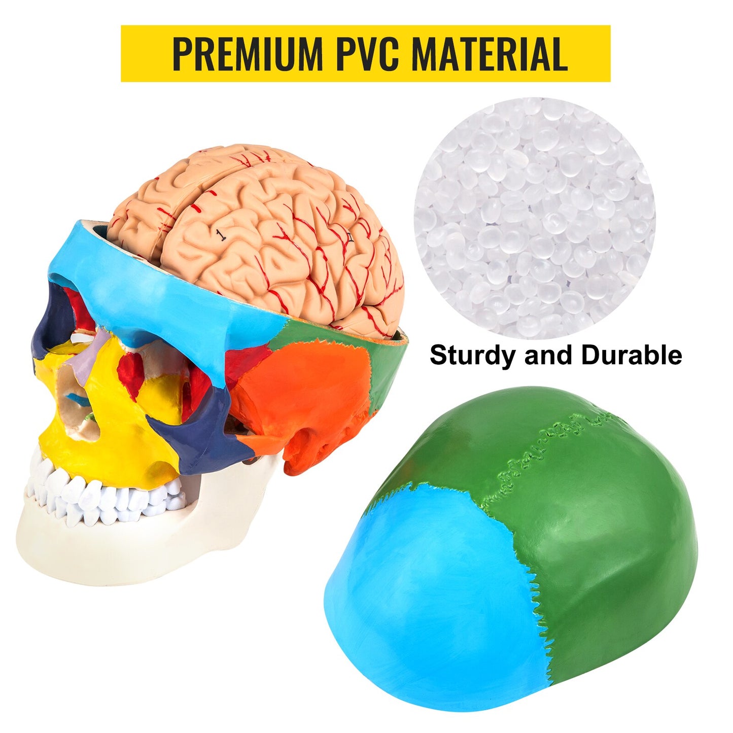 VEVOR  1:1 Detachable 8 Parts Human-Skull Model Anatomy Colored Medical PVC Material for Teaching Researching Patient Explaining