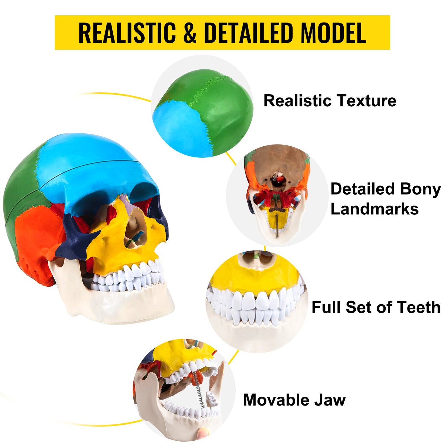 VEVOR  1:1 Detachable 8 Parts Human-Skull Model Anatomy Colored Medical PVC Material for Teaching Researching Patient Explaining