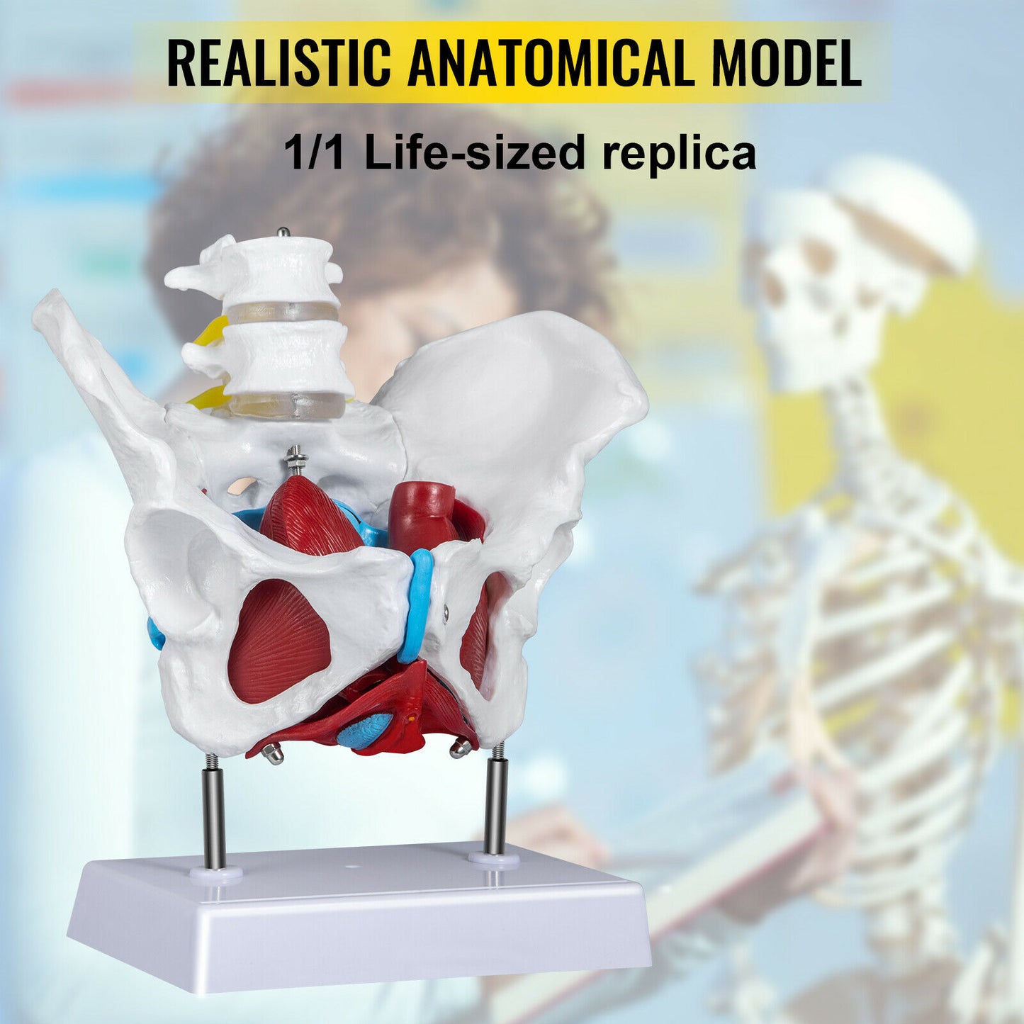 VEVOR 1:1 Life-Sized Female Pelvic Model 4pcs Body Skeleton W/ Removable Organs Muscles for Teaching Resources Medical Sciences