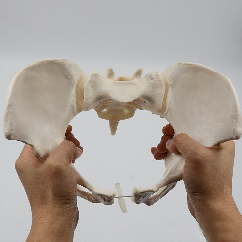 1:1 Movable Pelvis Model Sacrum Hip Bone Female Pelvic Bone Can Bend Human Skeleton Anatomy Pelvic Floor Muscles