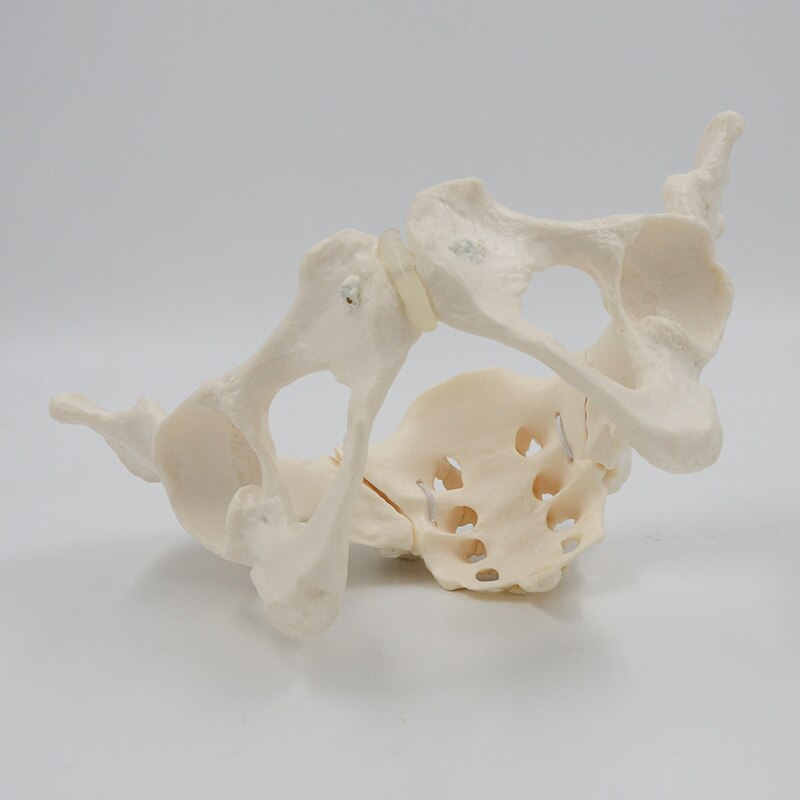 1:1 Movable Pelvis Model Sacrum Hip Bone Female Pelvic Bone Can Bend Human Skeleton Anatomy Pelvic Floor Muscles