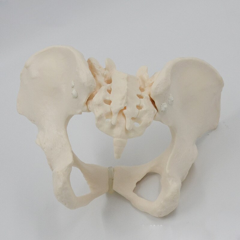 1:1 Movable Pelvis Model Sacrum Hip Bone Female Pelvic Bone Can Bend Human Skeleton Anatomy Pelvic Floor Muscles