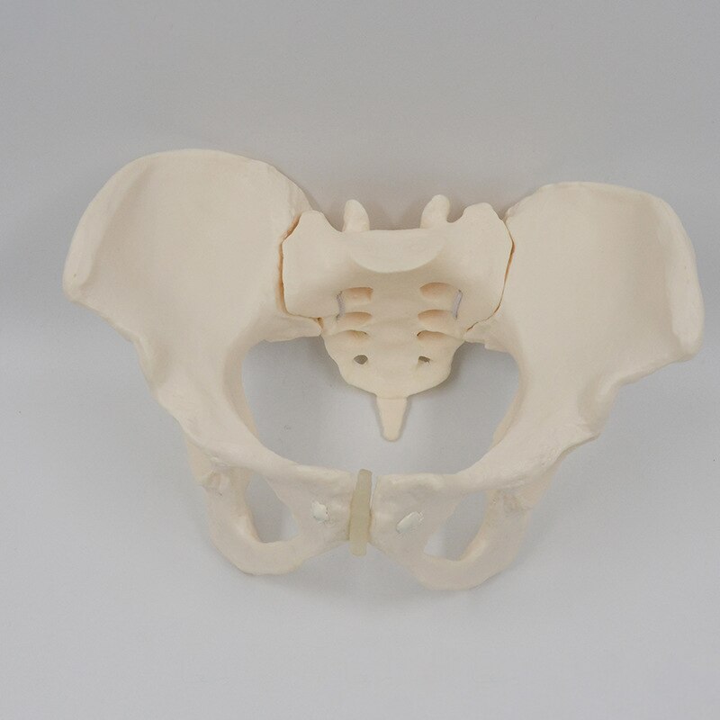 1:1 Movable Pelvis Model Sacrum Hip Bone Female Pelvic Bone Can Bend Human Skeleton Anatomy Pelvic Floor Muscles